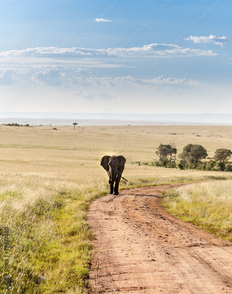 Fototapeta premium elephant walking in the savanna
