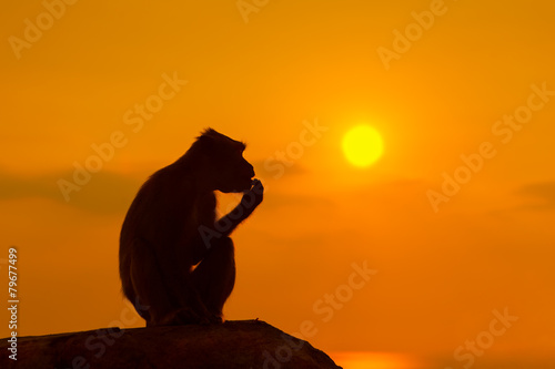 Canvas Print Silhouette of a monkey at beautiful sunset
