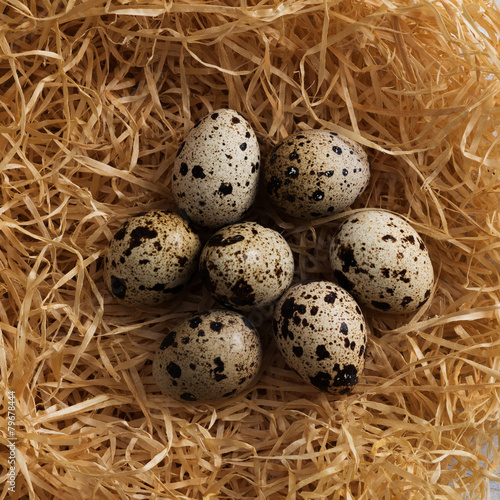 Quail eggs in the nest