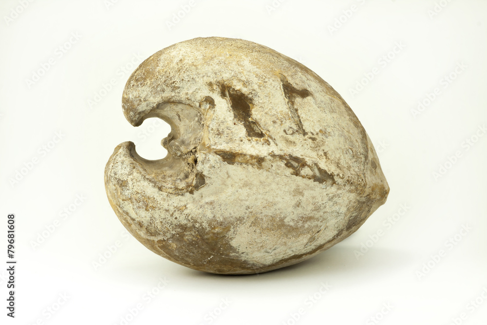 Fototapeta premium Isocardia sp. fossil. isolated background