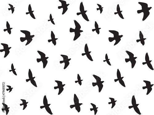Flying birds isolated on white background © alexghidan89