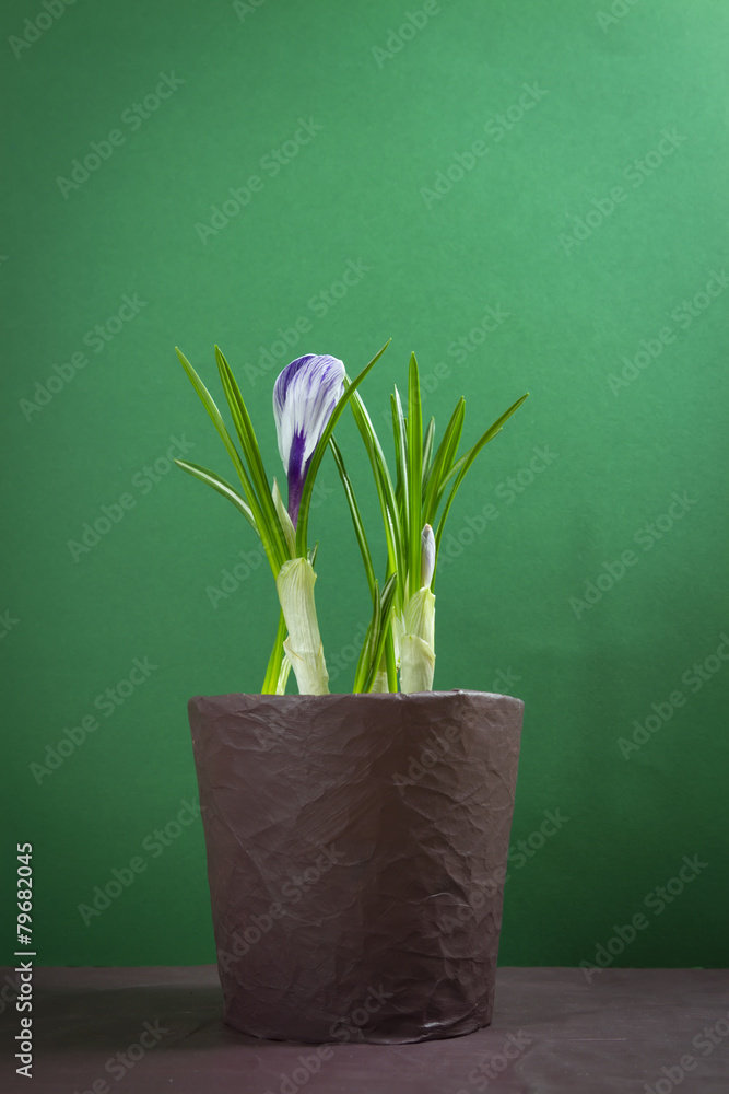 iris flower iris flower