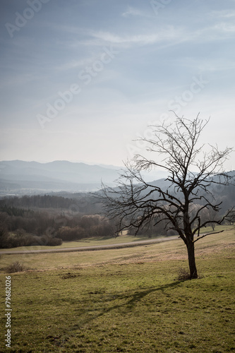 leafless tree on hill