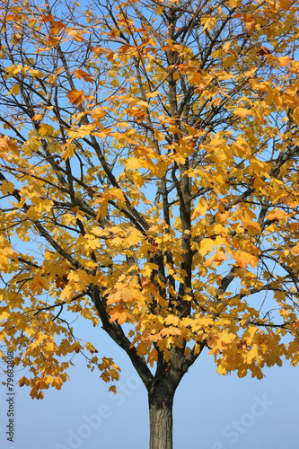 Autumn maple against a cloudless blue sky. 