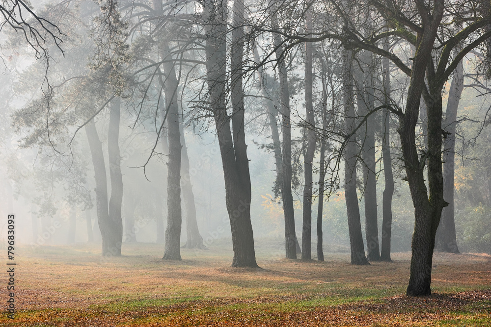 Obraz premium Autumn forest in fog. Sunlight through morning haze and dark silhouettes of trees in the autumn forest.