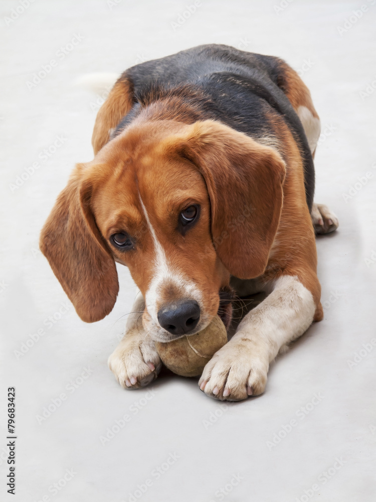 beagle on white playing ball