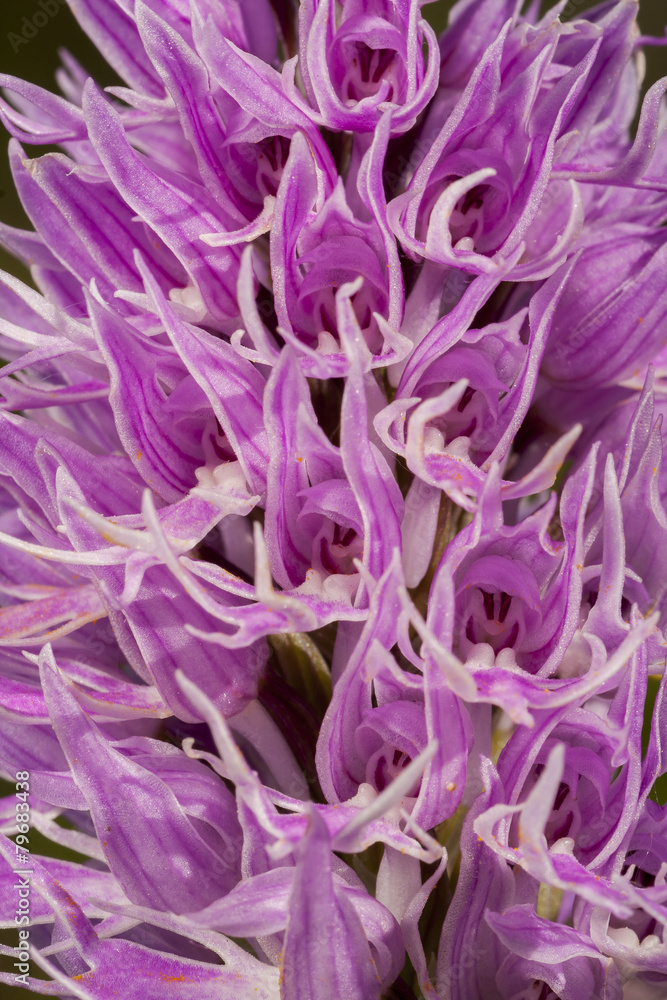 Orchis italica flowers detail
