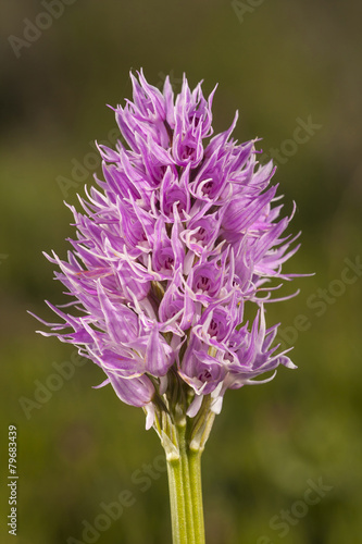 Orchis italica on green background photo