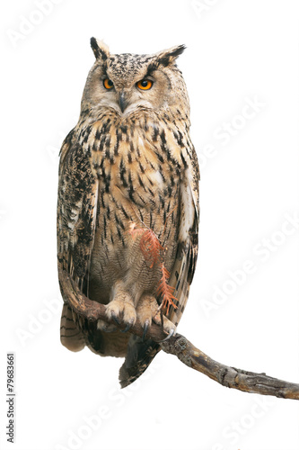 Eurasian eagle-owl on white