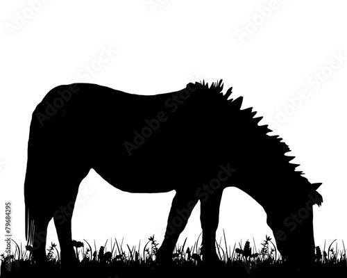 Pony