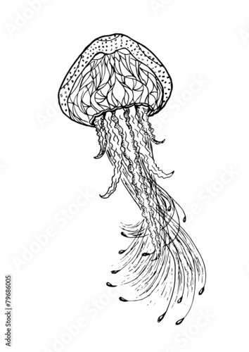 jellyfish