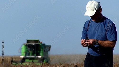 Farmer checking soybeans during harvesting