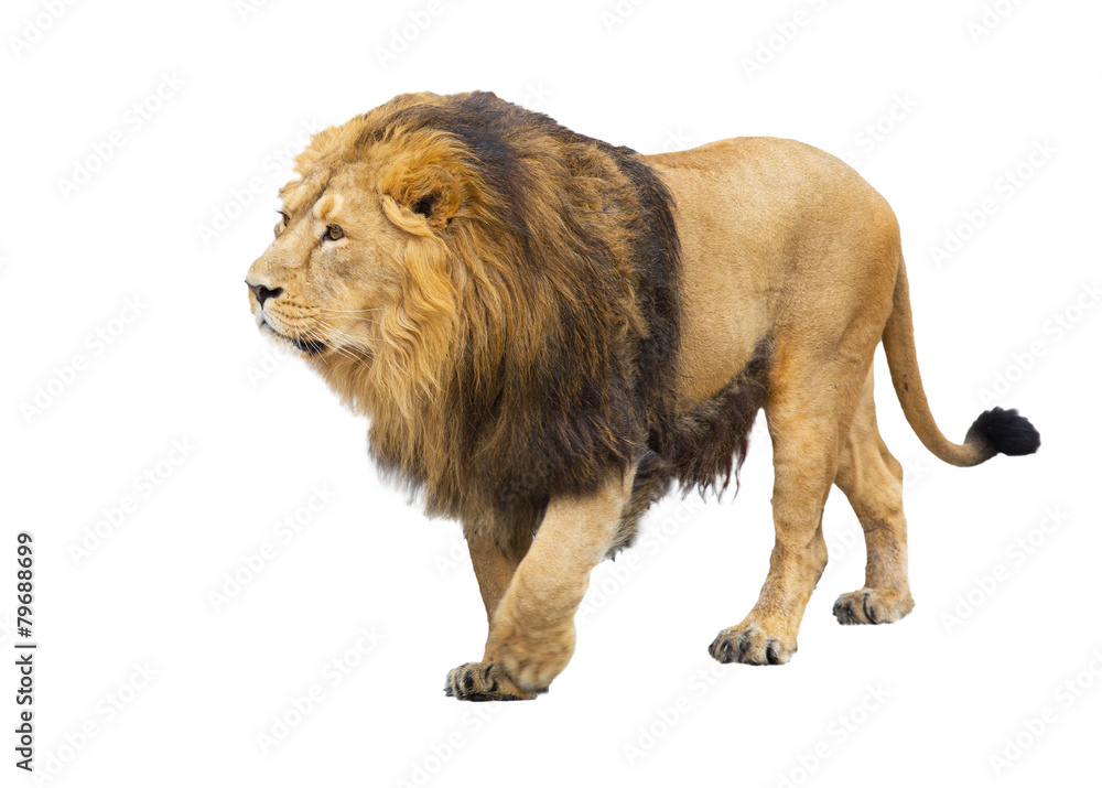 Fototapeta premium adult lion takes a step, is isolated on a white background