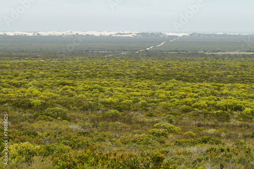 Fotografia, Obraz Distant desert dunes in De hoop nature reserve