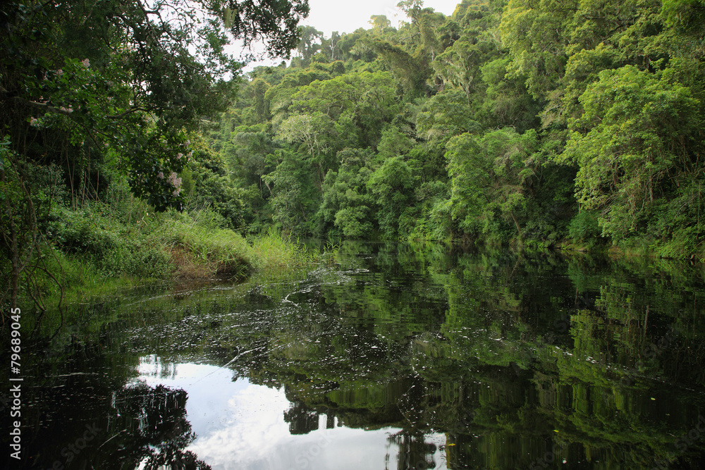 Half collared kingfisher trail