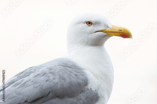 Close up of seagull