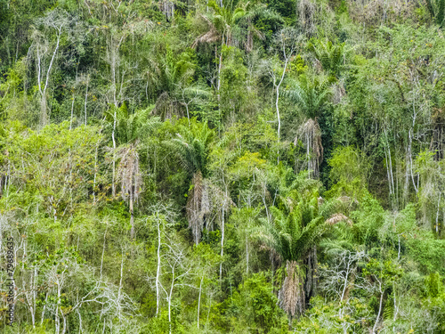trees in the jungle in south america