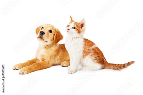 Puppy and Kitten Looking to Side