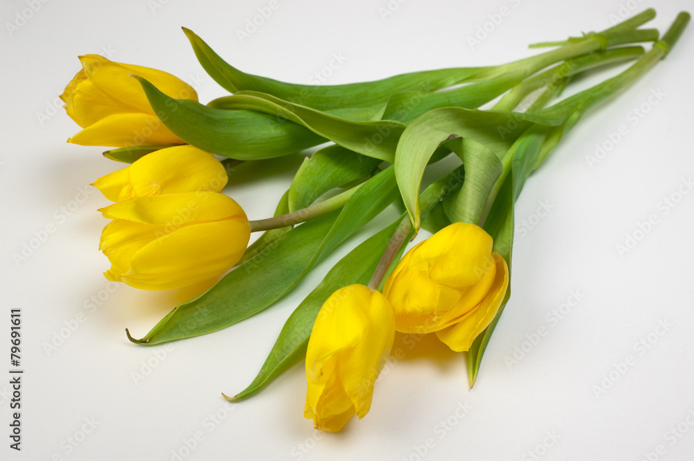 Yellow tulips isolated on white background Yellow tulips isolated on white background