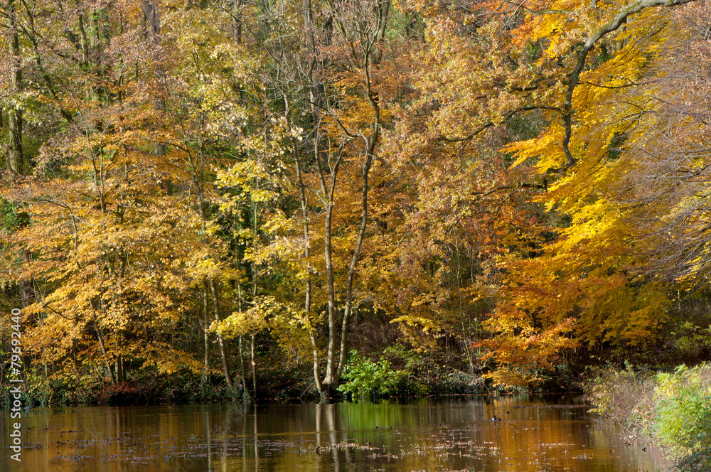 Autumn trees along the pond