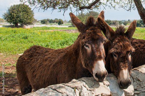 Donkey on the farm