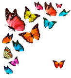 Background with colorful butterflies. Vector.