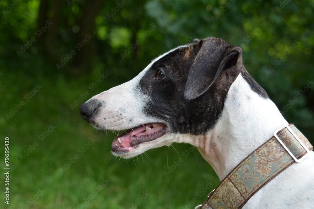 Greyhound Welpe Portrait