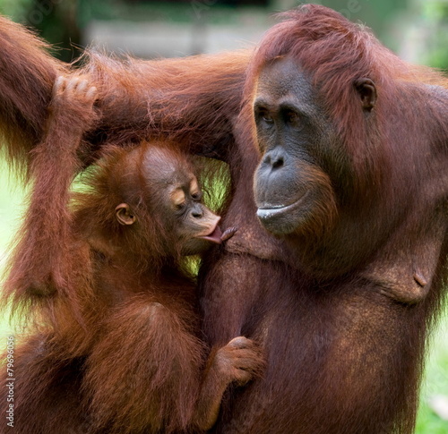 Female orangutan with a baby