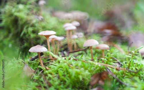 small toadstools