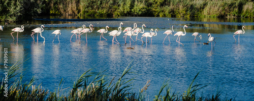 Fenicotteri in marcia