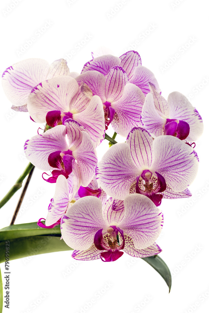 Blooming pink orchid. Blooming pink orchid.