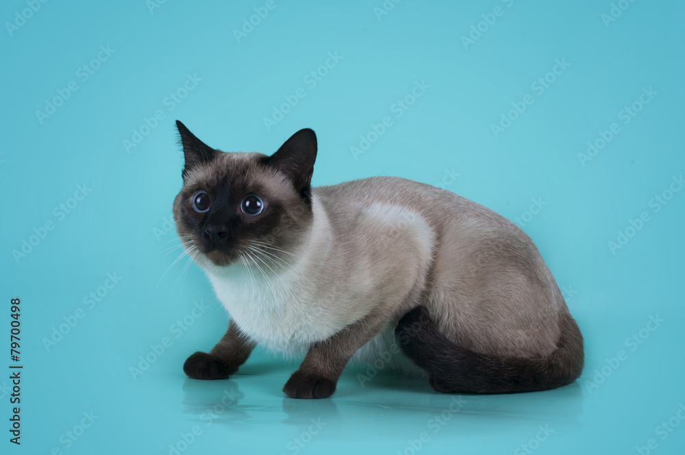 Siamese cat playing on  a colored background isolated