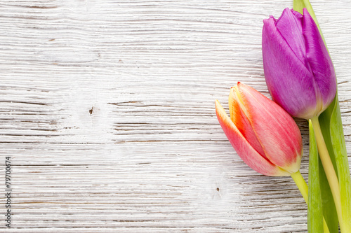 Fototapeta Naklejka Na Ścianę i Meble -  Tulip.