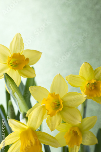 Fototapeta Naklejka Na Ścianę i Meble -  Daffodils.