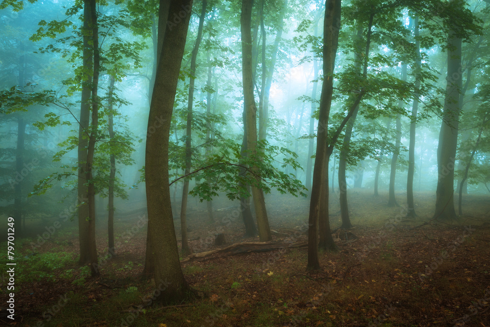 Melancholischer Wald