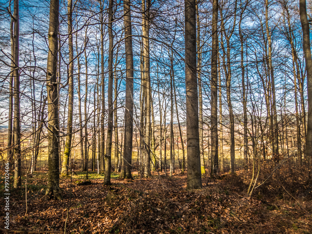 Obraz premium Den Wald vor lauter Bäumen sehen