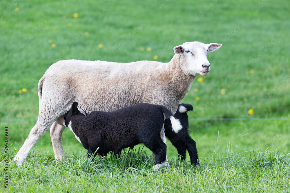 White mother sheep with two drinking black lambs White mother sheep with two drinking black lambs