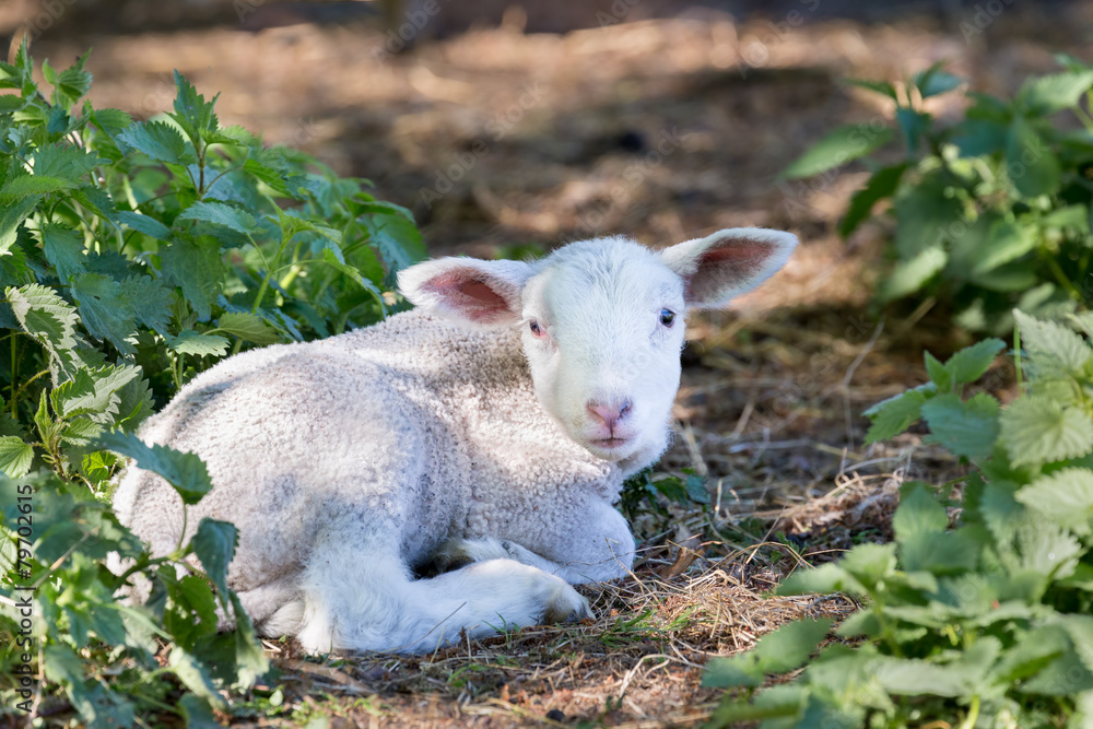 Lying newborn white lamb between nettle plants in spring Lying newborn white lamb between nettle plants in spring