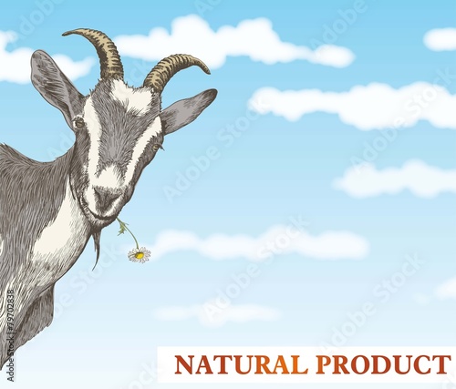 goats head on a blue sky background