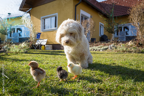 Havaneser Hund hütet Küken photo