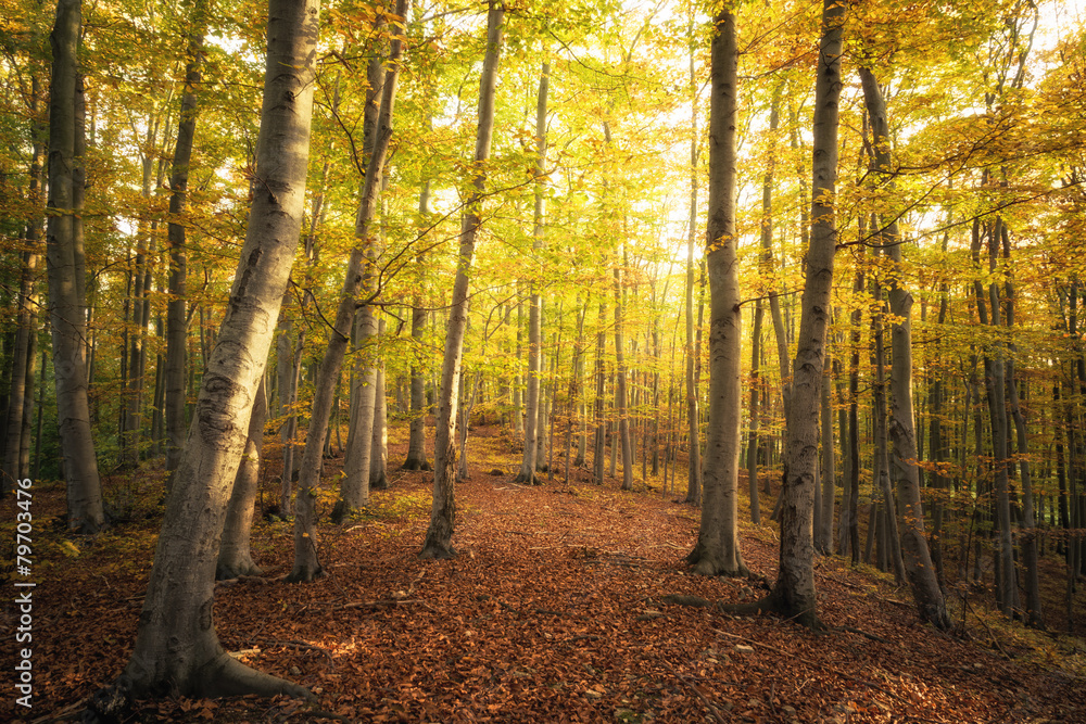Obraz premium Buchenwald und Herbstfärbung