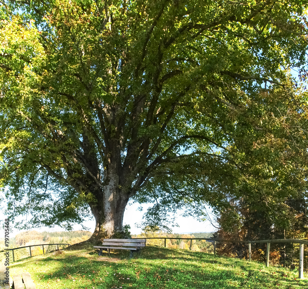 centuries-old tree