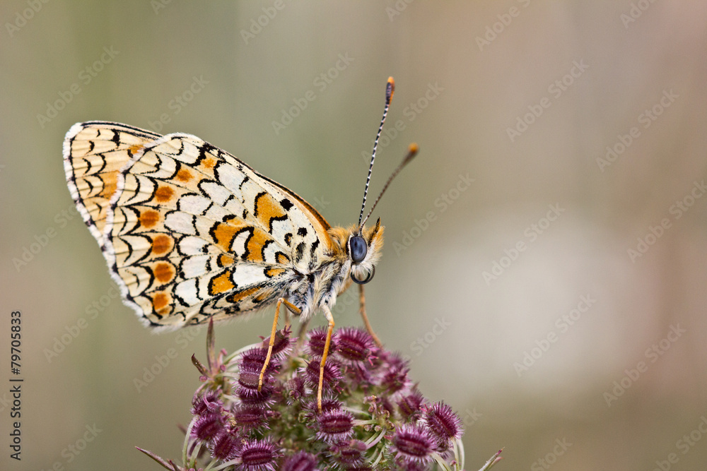 Obraz premium Farfalla su fiore