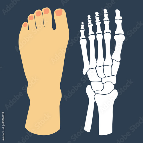 The flat design of the foot and the foot skeleton. Vector