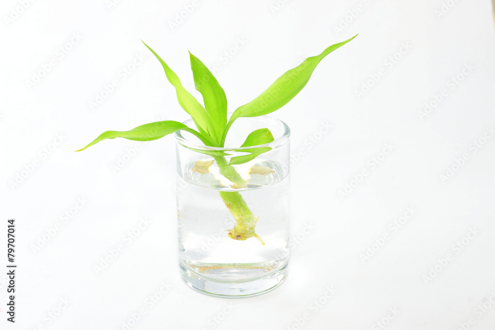 Bamboo sprout standing in water isolated on white background Bamboo sprout standing in water isolated on white background