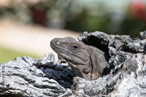 iguana © Pakhnyushchyy