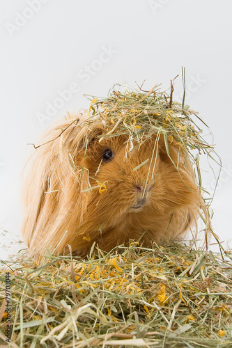 Guinea pig breed Sheltie in the hay..