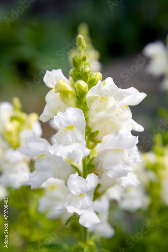 Snapdragon flower