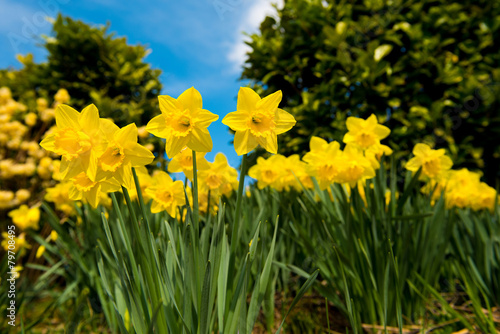 Fototapeta Naklejka Na Ścianę i Meble -  yellow Daffodils in the garden in early spring