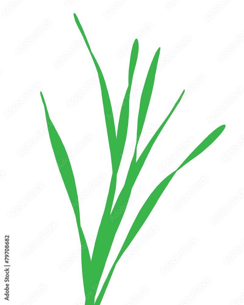 blade of fresh grass vector